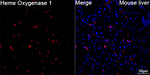 HO-1 Antibody in Immunohistochemistry (Paraffin) (IHC (P))