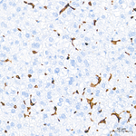 HO-1 Antibody in Immunohistochemistry (Paraffin) (IHC (P))