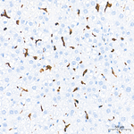 HO-1 Antibody in Immunohistochemistry (Paraffin) (IHC (P))