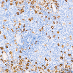 HO-1 Antibody in Immunohistochemistry (Paraffin) (IHC (P))