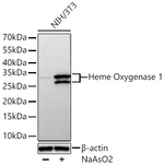 HO-1 Antibody in Western Blot (WB)