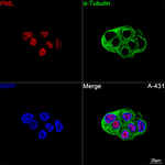 PML Antibody in Immunocytochemistry (ICC/IF)