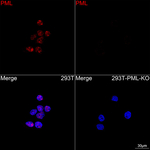 PML Antibody in Immunocytochemistry (ICC/IF)