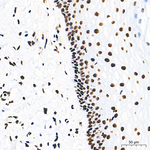 PML Antibody in Immunohistochemistry (Paraffin) (IHC (P))