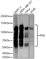 PML Antibody in Western Blot (WB)