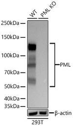PML Antibody in Western Blot (WB)