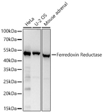 FDXR Antibody in Western Blot (WB)