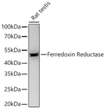 FDXR Antibody in Western Blot (WB)