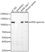 PIK3CG Antibody in Western Blot (WB)