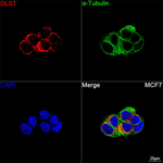 DLST Antibody in Immunocytochemistry (ICC/IF)