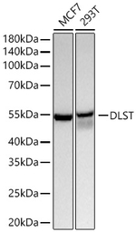 DLST Antibody in Western Blot (WB)