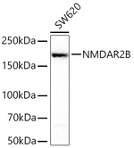 NMDAR2B Antibody in Western Blot (WB)