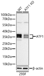 ATF1 Antibody in Western Blot (WB)