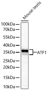 ATF1 Antibody in Western Blot (WB)
