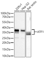 ATF1 Antibody in Western Blot (WB)