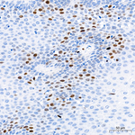 UHRF1 Antibody in Immunohistochemistry (Paraffin) (IHC (P))