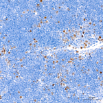UHRF1 Antibody in Immunohistochemistry (Paraffin) (IHC (P))
