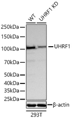 UHRF1 Antibody in Western Blot (WB)