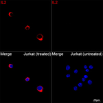 IL-2 Antibody in Immunocytochemistry (ICC/IF)
