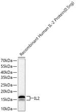 IL-2 Antibody in Western Blot (WB)