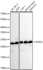 TIMM23 Antibody in Western Blot (WB)