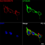 SLC16A3 Recombinant Rabbit Monoclonal Antibody (3S5K5)