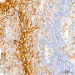 SLC16A3 Antibody in Immunohistochemistry (Paraffin) (IHC (P))