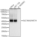 SLC16A3 Antibody in Western Blot (WB)