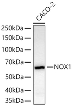 NOX1 Antibody in Western Blot (WB)