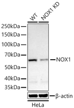 NOX1 Antibody in Western Blot (WB)