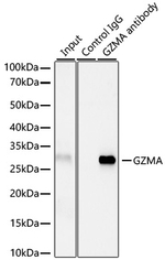 Granzyme A Antibody in Immunoprecipitation (IP)