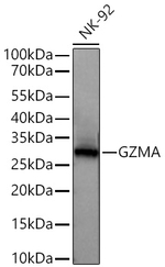 Granzyme A Antibody in Western Blot (WB)