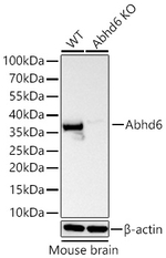 ABHD6 Antibody in Western Blot (WB)