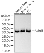ABHD6 Antibody in Western Blot (WB)