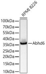 ABHD6 Antibody in Western Blot (WB)