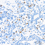 ZBP1 Antibody in Immunohistochemistry (Paraffin) (IHC (P))
