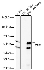 ZBP1 Antibody in Immunoprecipitation (IP)