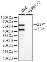 ZBP1 Antibody in Western Blot (WB)