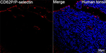 P-Selectin Antibody in Immunohistochemistry (Paraffin) (IHC (P))