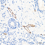 P-Selectin Antibody in Immunohistochemistry (Paraffin) (IHC (P))