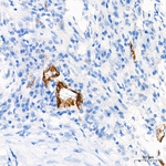 P-Selectin Antibody in Immunohistochemistry (Paraffin) (IHC (P))