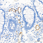 P-Selectin Antibody in Immunohistochemistry (Paraffin) (IHC (P))