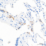 P-Selectin Antibody in Immunohistochemistry (Paraffin) (IHC (P))