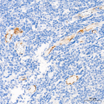 P-Selectin Antibody in Immunohistochemistry (Paraffin) (IHC (P))