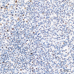 Fibrillarin Antibody in Immunohistochemistry (Paraffin) (IHC (P))