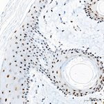 Fibrillarin Antibody in Immunohistochemistry (Paraffin) (IHC (P))