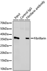 Fibrillarin Antibody in Immunoprecipitation (IP)
