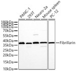 Fibrillarin Antibody in Western Blot (WB)