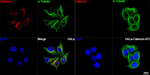 Calnexin Recombinant Rabbit Monoclonal Antibody (0A6A4)