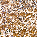 Calnexin Antibody in Immunohistochemistry (Paraffin) (IHC (P))